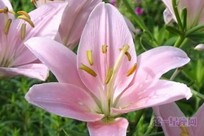 水仙百合的花語：喜悅、期待相逢