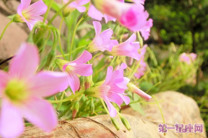 11月23日花語：酢醬草，生日花語復活節