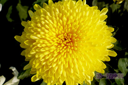 中國(guó)十大名花之一：獨(dú)立冰霜的菊花