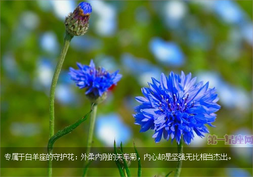 白羊座的守護(hù)花,矢車菊花語
