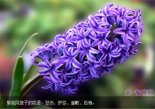 紫色風信子的花語