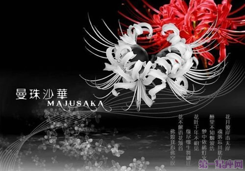 不同顏色彼岸花花語及圖片大全