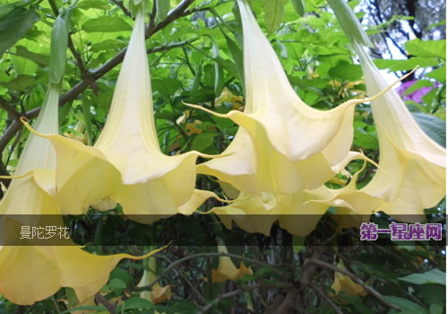 曼陀羅花