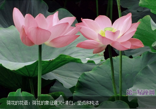 荷花的花語：荷花的象征意義