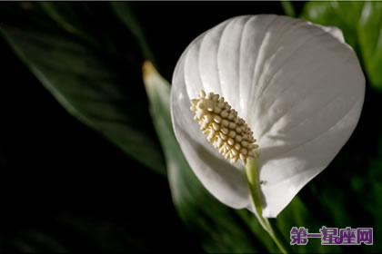 白掌花的花語和象征代表意義