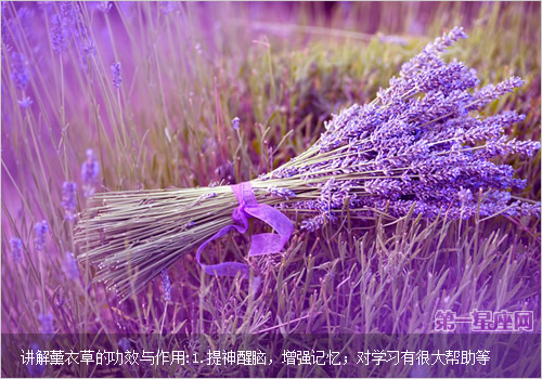 講解薰衣草的功效與作用