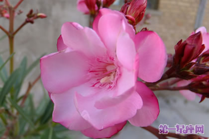 花語大全：夾竹桃的花語是什么？