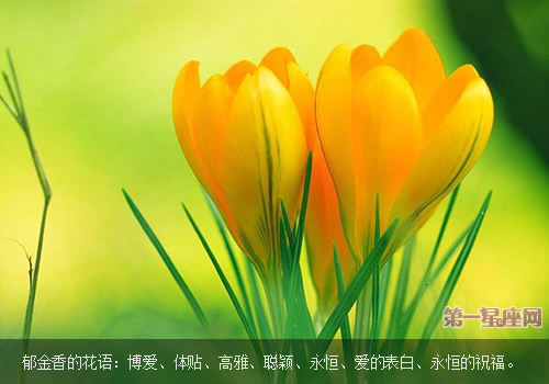 郁金香花語：郁金香代表什么