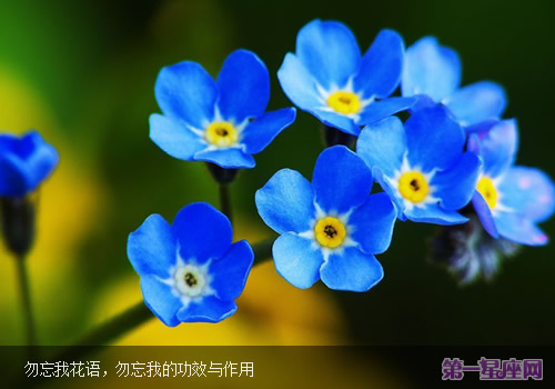 勿忘我花語，勿忘我的功效與作用