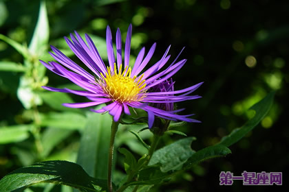 花語：紫苑花，生日花語機智