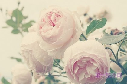 春節(jié)適合買什么花、送什么花？