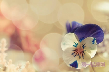 代表春節吉祥的花語？