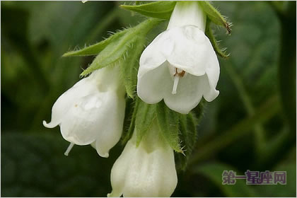 5月13日花語：康復力花，生日花語寂靜