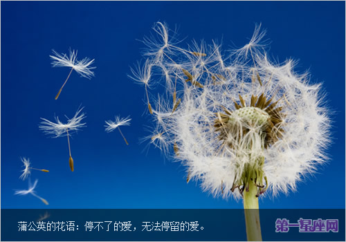 蒲公英的花語,蒲公英的功效與作用