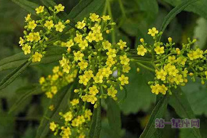 敗醬的花語和象征的意義是什么？