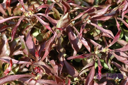 五色莧的花語：絕望的戀情