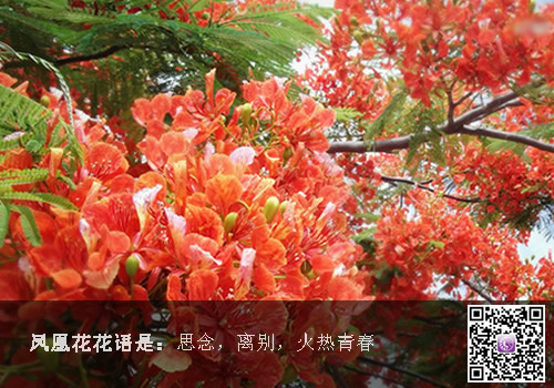 鳳凰花花語是什么？什么是鳳凰花？