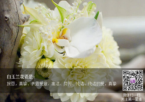白玉蘭花語是什么，送白玉蘭代表的含義？
