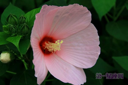 不常見的花：芙蓉葵的花語是什么？
