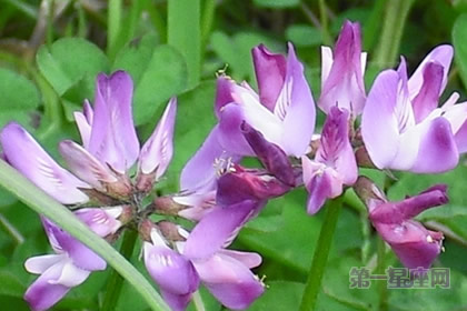 花語大全：紫云英的花語是什么？