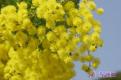 花語大全：金合歡的花語是什么？