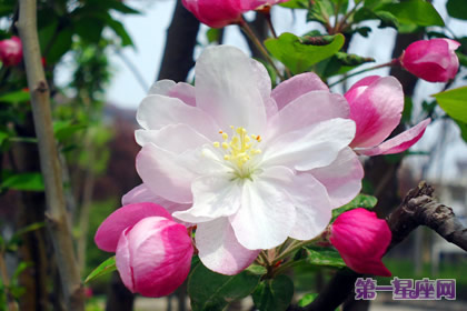 11月17日花語：蘋果花，生日花語陷阱