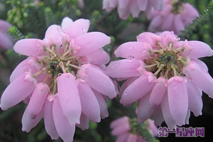 歐石南花語(yǔ)：和睦、氣度