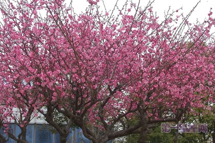 中國十大名花之一：凌霜傲雪的梅花