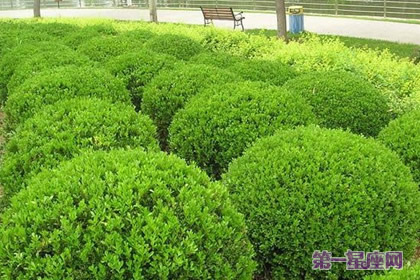 側柏花語：忍耐；表白；根源