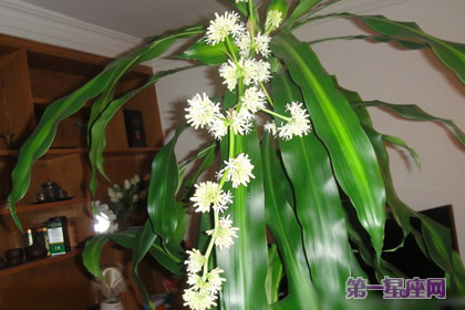 巴西木花語：堅貞不屈，堅定不移