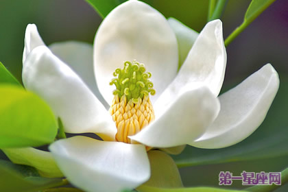 11月13日生日花語：香甜花，生日花語香甜