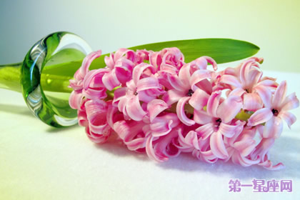 11月12日花語：風(fēng)信子，生日花語道德