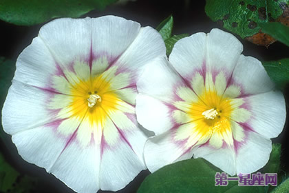 三色旋花花語及傳說