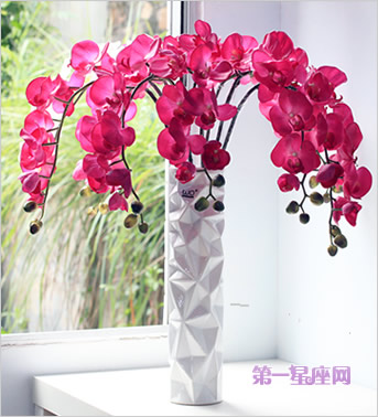 祝賀生孩子送什么花合適？-蝴蝶蘭