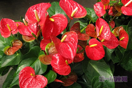 1月5日生日花：熊掌花，生日花語繁榮