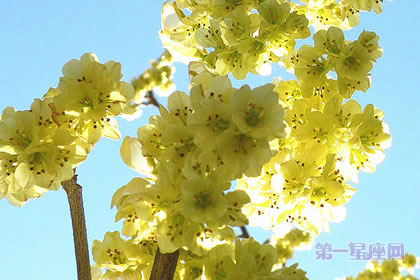 1月4日生日花：榛圣，生日花語和解