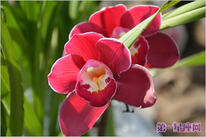 大花蕙蘭的花語是什么？