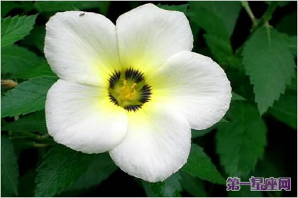花語大全：煙草花的花語是什么？