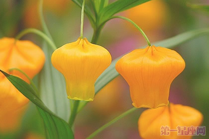 圣誕百合的花語是什么