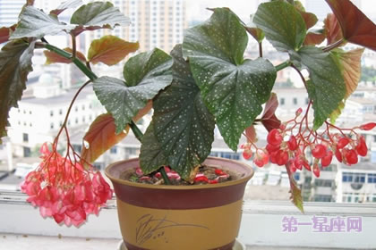 秋海棠花語及其文化意義