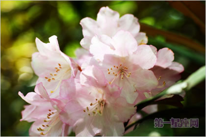 石楠花花語：孤獨，勇敢的象征