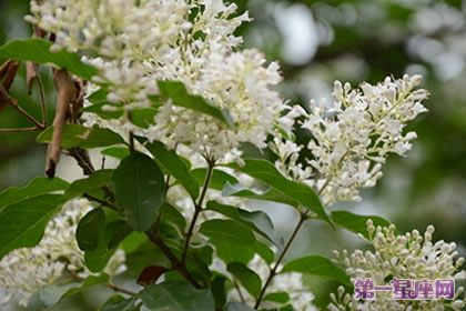 女貞的花語(yǔ)和象征意義