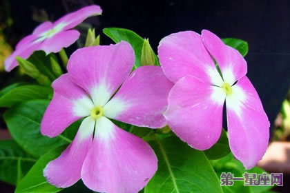 長春花的花語是什么及象征意義