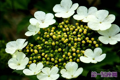 天目瓊花的花語(yǔ)：潔白與紅艷