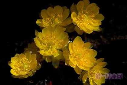 側金盞花花語與傳說