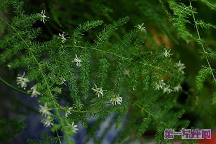 文竹的花語象征永恒
