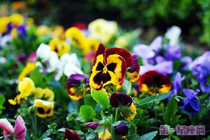 什么花的花語是思念？