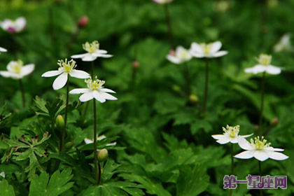 什么花的花語是思念？