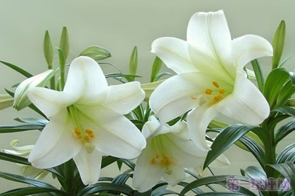 卡薩布蘭卡花語是什么？