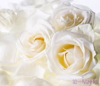 白玫瑰花語：16朵白玫瑰代表什么意思？